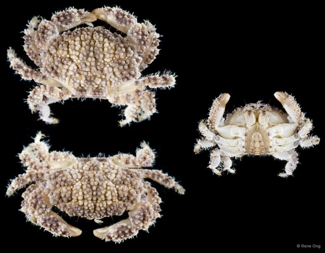 Epiactaea sp. "SEA-1448" • © Rene Ong • All Rights Reserved