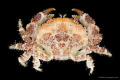 Epiactaea nodulosa • © CMBS photography team • All Rights Reserved
