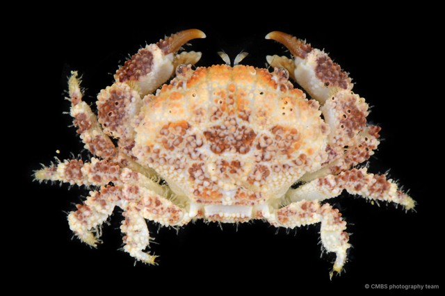 Epiactaea nodulosa • © CMBS photography team • All Rights Reserved