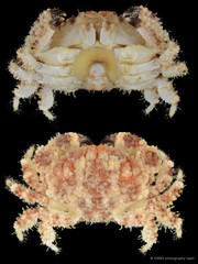Epiactaea nodulosa • © CMBS photography team • All Rights Reserved