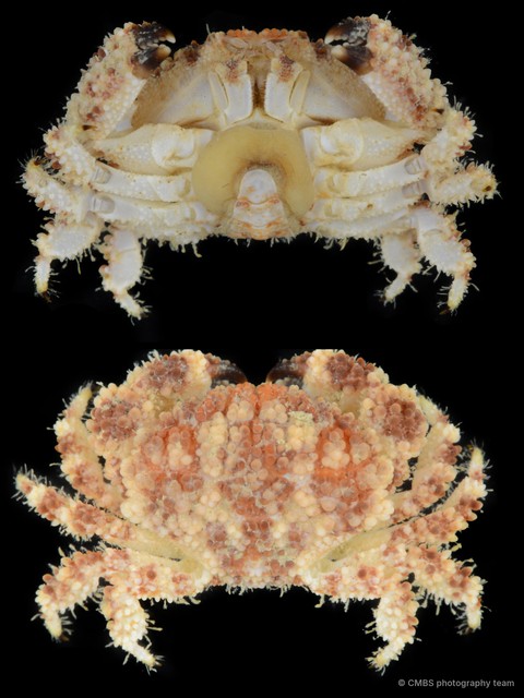 Epiactaea nodulosa