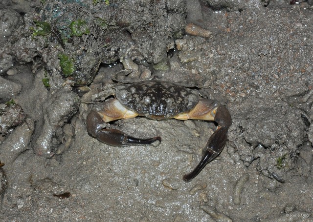 Etisus laevimanus