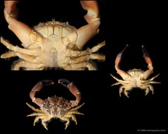 Etisus laevimanus