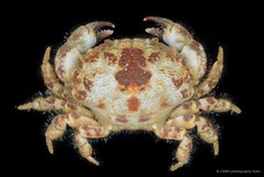 Gaillardiellus rueppellii • © CMBS photography team • All Rights Reserved