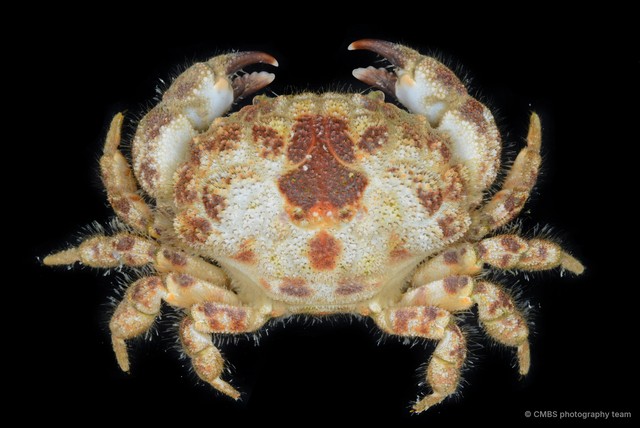 Gaillardiellus rueppellii • © CMBS photography team • All Rights Reserved