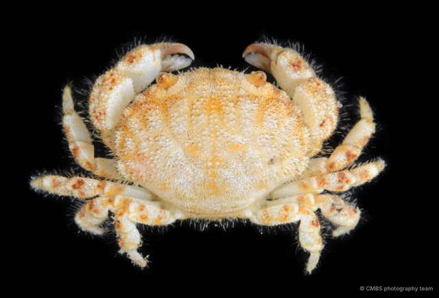 Gaillardiellus rueppellii