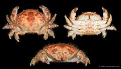 Gaillardiellus rueppellii • © CMBS photography team • All Rights Reserved