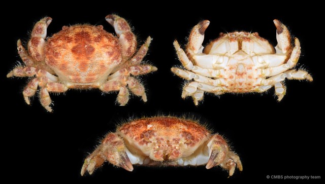 Gaillardiellus rueppellii
