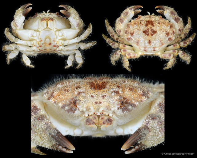 Gaillardiellus rueppellii