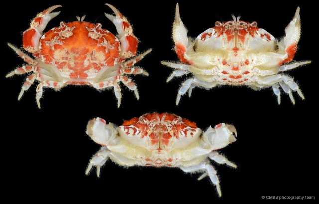 Hypocolpus pararugosus • © CMBS photography team • All Rights Reserved