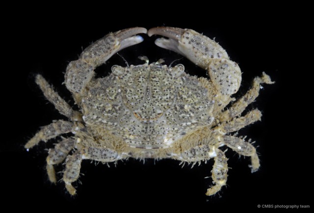 Leptodius davaoensis • © CMBS photography team • All Rights Reserved