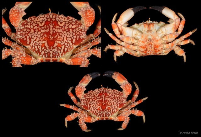 Lophozozymus sp. "SS-2300" • © Arthur Anker • All Rights Reserved