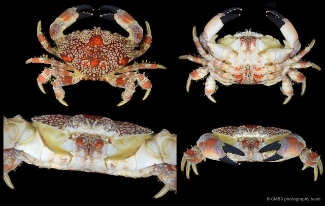 Lophozozymus pictor