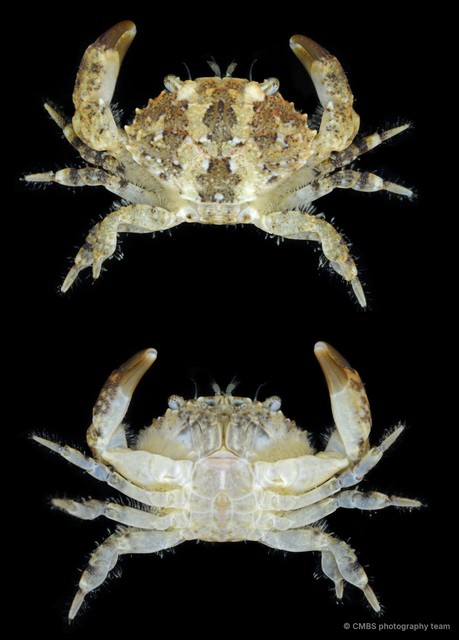 Macromedaeus sp. "SS-3131" • © CMBS photography team • All Rights Reserved