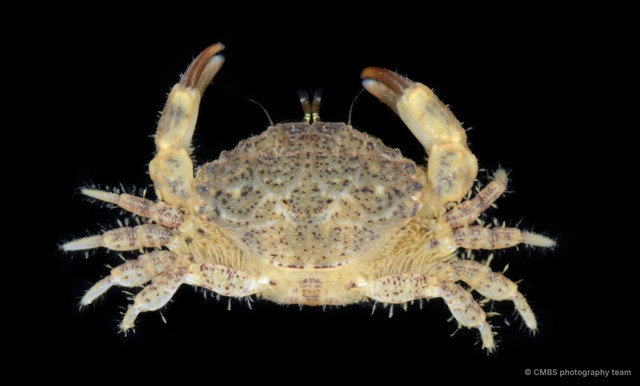 Macromedaeus adelus