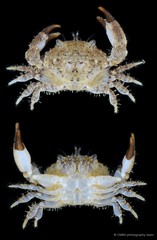 Macromedaeus adelus • © CMBS photography team • All Rights Reserved