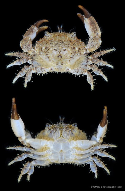 Macromedaeus adelus