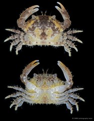 Macromedaeus adelus • © CMBS photography team • All Rights Reserved