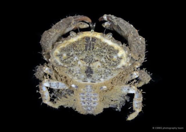 Macromedaeus distinguendus • © CMBS photography team • All Rights Reserved