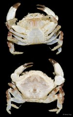 Medaeops sp. "cf. granulosus"