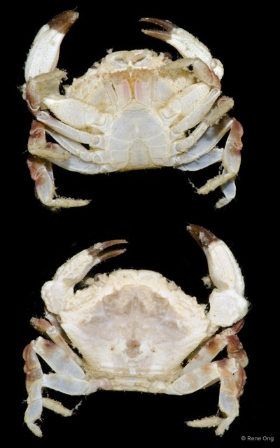 Medaeops sp. "cf. granulosus" • © Rene Ong • All Rights Reserved