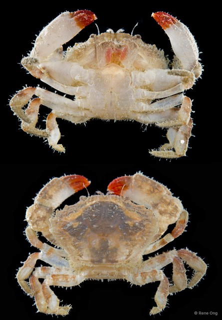 Medaeops sp. "SEA-3382" • © Rene Ong • All Rights Reserved