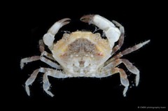 Medaeops granulosus (Haswell, 1882)