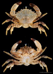 Medaeops granulosus • © CMBS photography team • All Rights Reserved