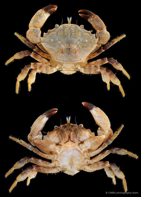 Medaeops granulosus
