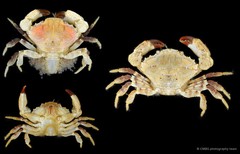 Medaeops granulosus • © CMBS photography team • All Rights Reserved