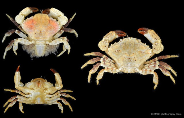 Medaeops granulosus