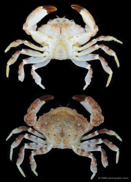 Medaeops granulosus