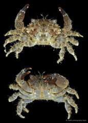 Pilodius sp. "cf. miersi" • © CMBS photography team • All Rights Reserved