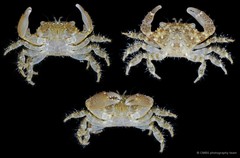 Pilodius sp. "cf. miersi" • © CMBS photography team • All Rights Reserved