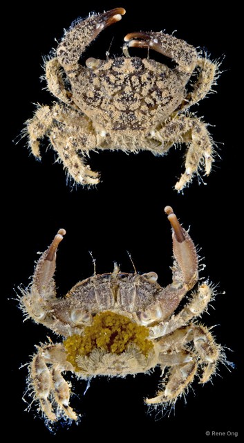 Pilodius sp. "RF5-020" • © Rene Ong • All Rights Reserved