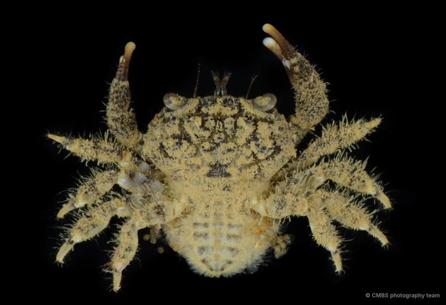 Pilodius sp. "SS-1118" • © CMBS photography team • All Rights Reserved