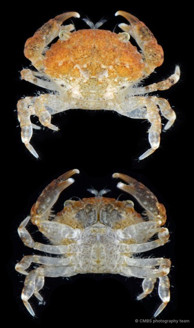 Pilodius sp. "SS-3751" • © CMBS photography team • All Rights Reserved
