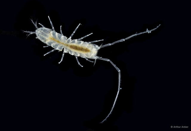 Asellota sp. "1" • © Arthur Anker • All Rights Reserved