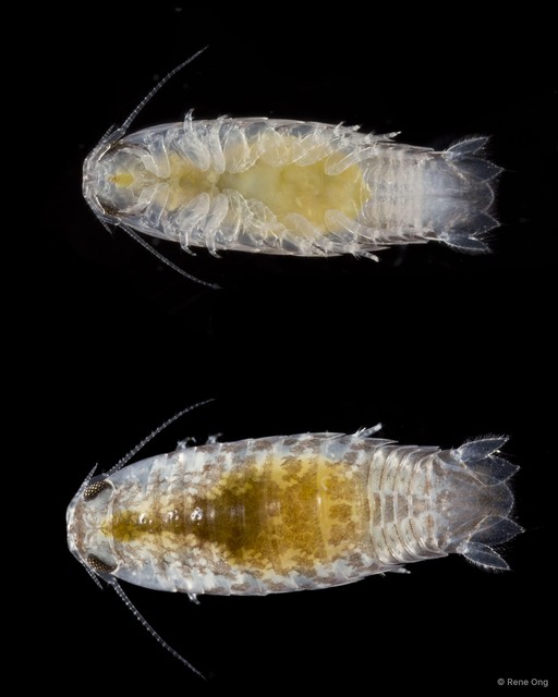 Cymothooidea sp. "10" • © Rene Ong • All Rights Reserved