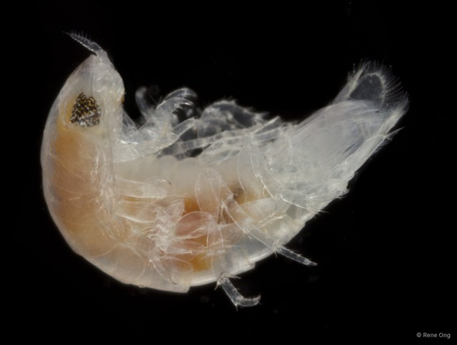 Cymothooidea sp. "11" • © Rene Ong • All Rights Reserved