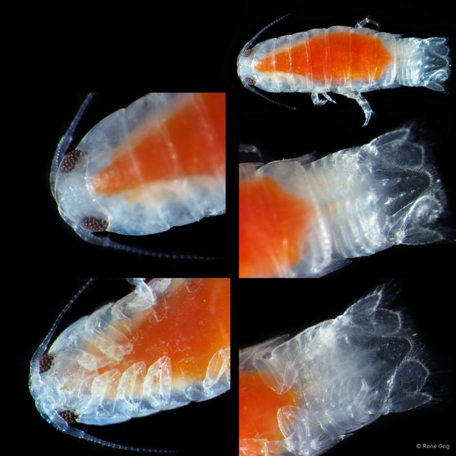 Cymothooidea sp. "13" • © Rene Ong • All Rights Reserved