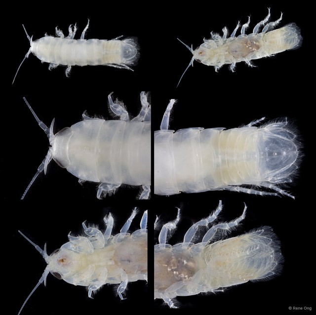 Cymothooidea sp. "14" • © Rene Ong • All Rights Reserved