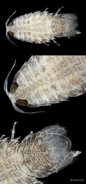 Cymothooidea sp. "16" • © Rene Ong • All Rights Reserved