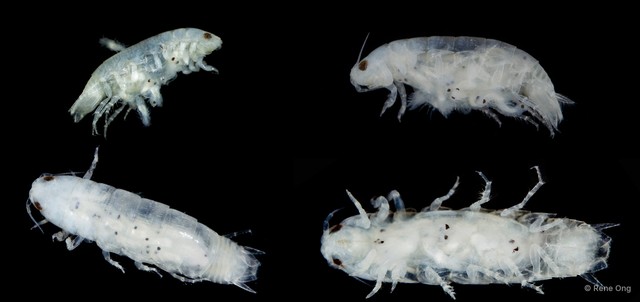Cymothooidea sp. "2" • © Rene Ong • All Rights Reserved