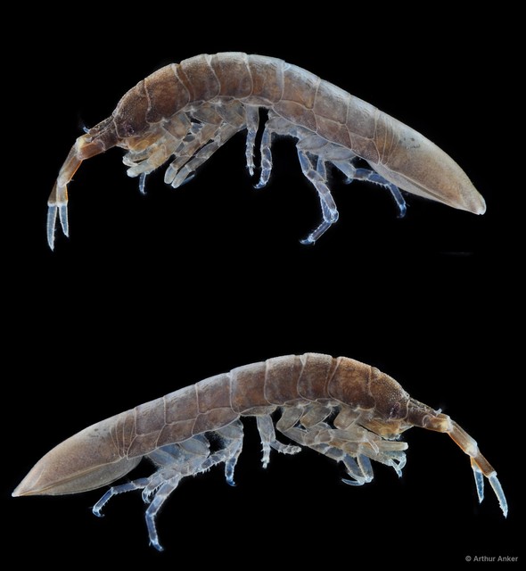 Asellota sp. "2" • © Arthur Anker • All Rights Reserved