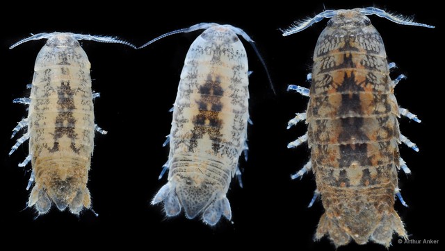 Cymothooidea sp. "21" • © Arthur Anker • All Rights Reserved