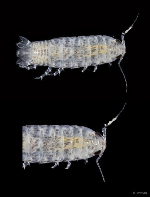 Cymothooidea sp. "22" • © Rene Ong • All Rights Reserved