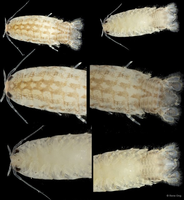 Cymothooidea sp. "23" • © Rene Ong • All Rights Reserved