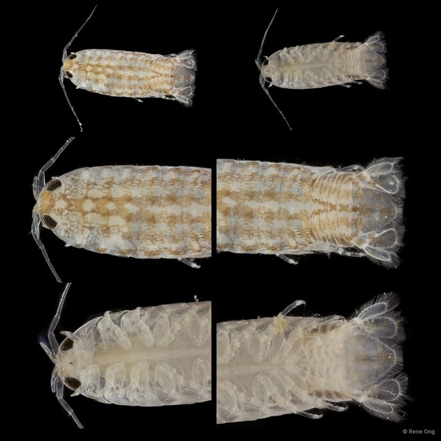 Cymothooidea sp. "26" • © Rene Ong • All Rights Reserved