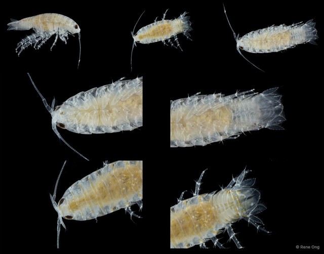 Cymothooidea sp. "27" • © Rene Ong • All Rights Reserved